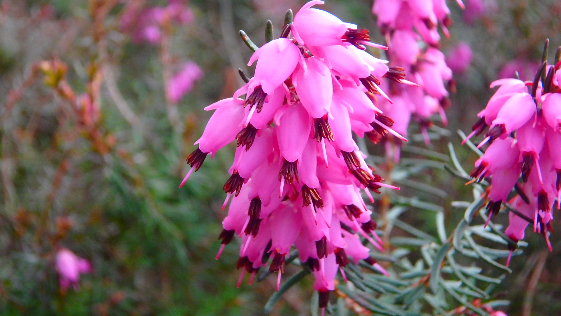 Fleur de Bach et réflexologie